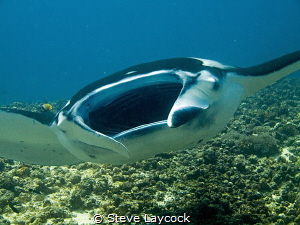 Manta gives  a smile by Steve Laycock 